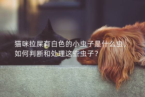 猫咪拉屎有白色的小虫子是什么虫，如何判断和处理这些虫子？