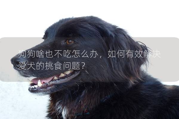 狗狗啥也不吃怎么办，如何有效解决爱犬的挑食问题？