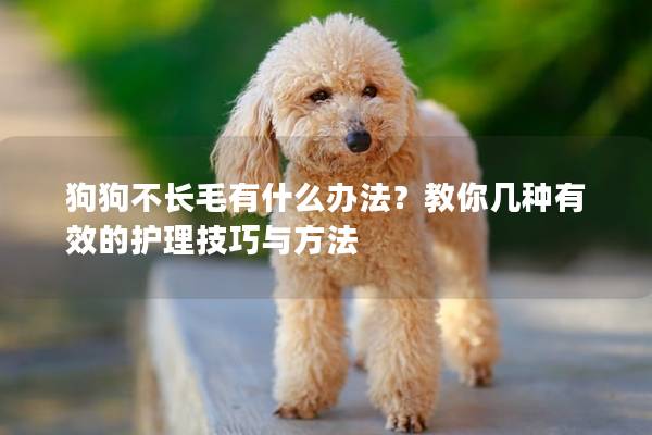 狗狗不长毛有什么办法？教你几种有效的护理技巧与方法