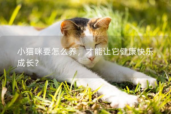 小猫咪要怎么养，才能让它健康快乐成长？