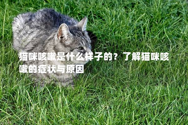 猫咪咳嗽是什么样子的？了解猫咪咳嗽的症状与原因