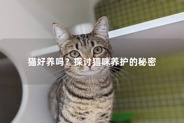 猫好养吗？探讨猫咪养护的秘密