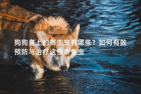 狗狗身上的寄生虫有哪些？如何有效预防与治疗这些寄生虫