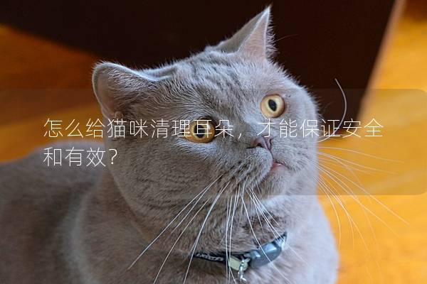 怎么给猫咪清理耳朵，才能保证安全和有效？