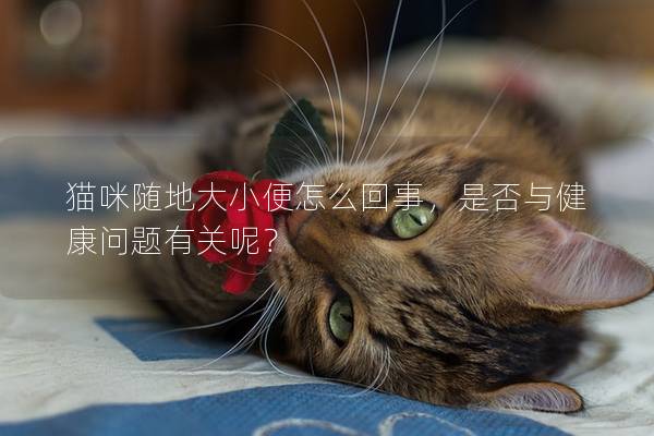 猫咪随地大小便怎么回事，是否与健康问题有关呢？