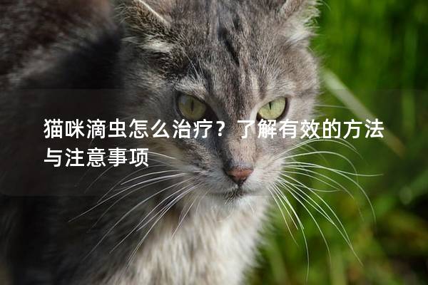 猫咪滴虫怎么治疗？了解有效的方法与注意事项