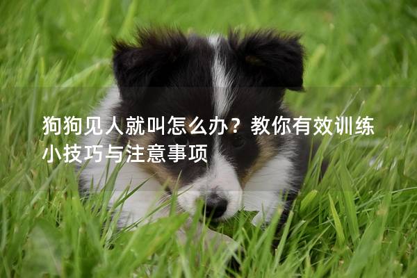 狗狗见人就叫怎么办？教你有效训练小技巧与注意事项