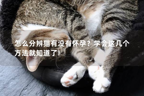 怎么分辨猫有没有怀孕？学会这几个方法就知道了!