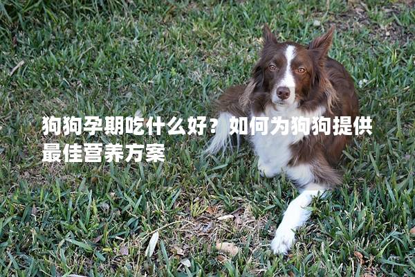 狗狗孕期吃什么好？如何为狗狗提供最佳营养方案