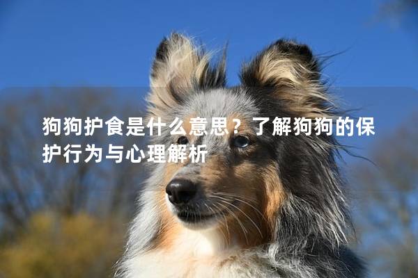 狗狗护食是什么意思？了解狗狗的保护行为与心理解析