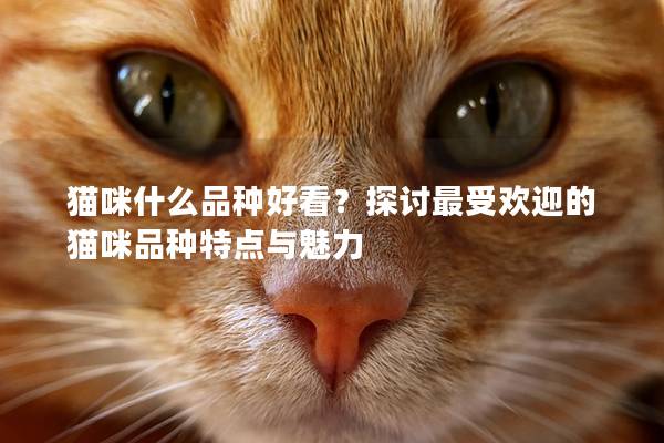 猫咪什么品种好看？探讨最受欢迎的猫咪品种特点与魅力