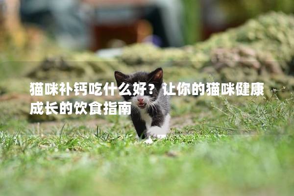 猫咪补钙吃什么好？让你的猫咪健康成长的饮食指南