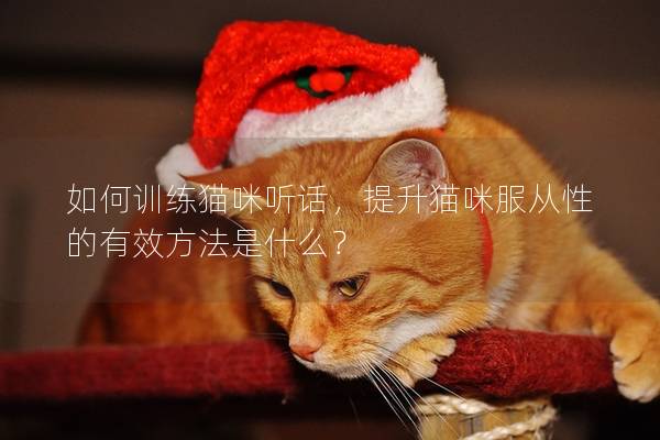 如何训练猫咪听话，提升猫咪服从性的有效方法是什么？