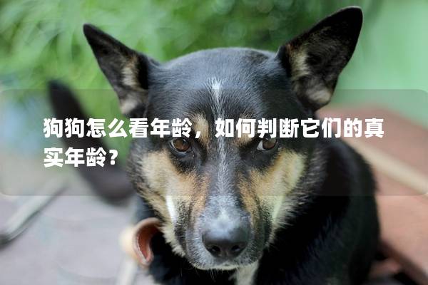 狗狗怎么看年龄，如何判断它们的真实年龄？