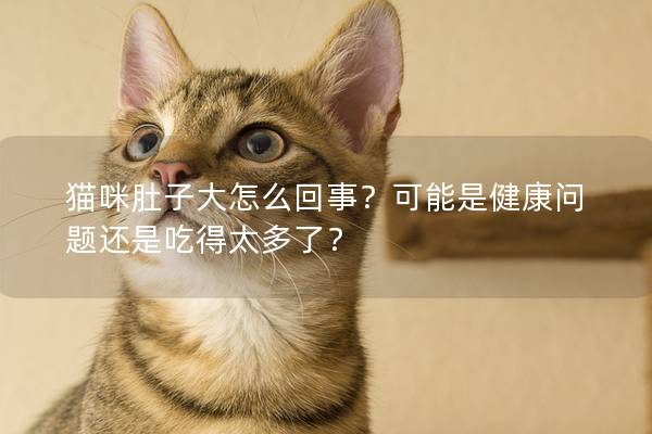 猫咪肚子大怎么回事？可能是健康问题还是吃得太多了？