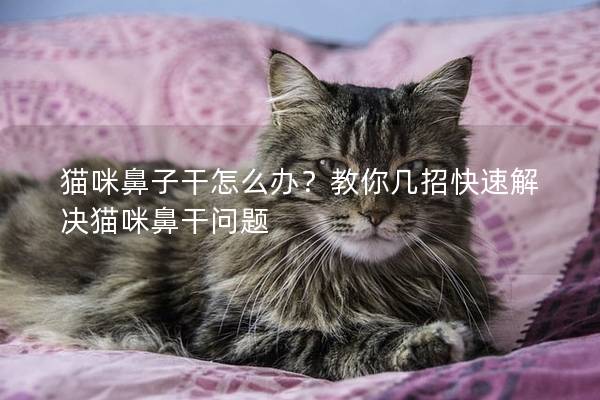 猫咪鼻子干怎么办？教你几招快速解决猫咪鼻干问题