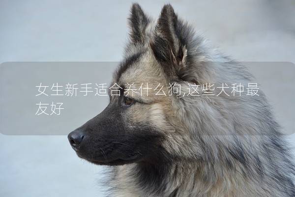 女生新手适合养什么狗,这些犬种最友好