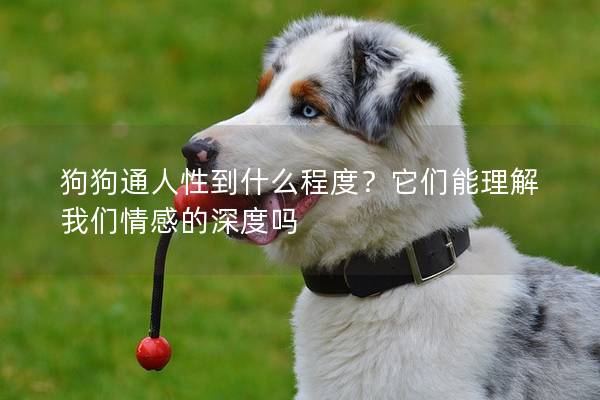 狗狗通人性到什么程度？它们能理解我们情感的深度吗