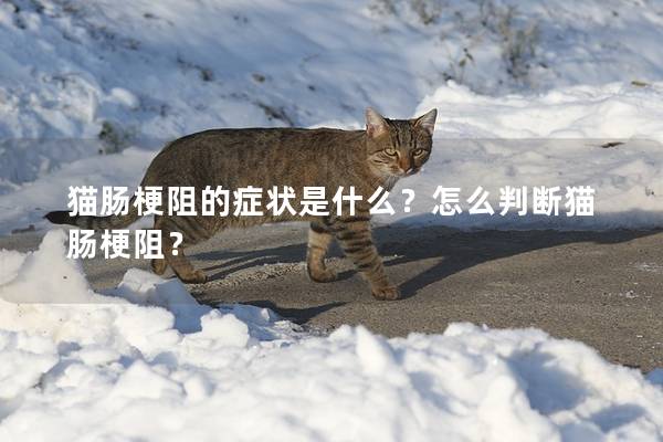 猫肠梗阻的症状是什么？怎么判断猫肠梗阻？