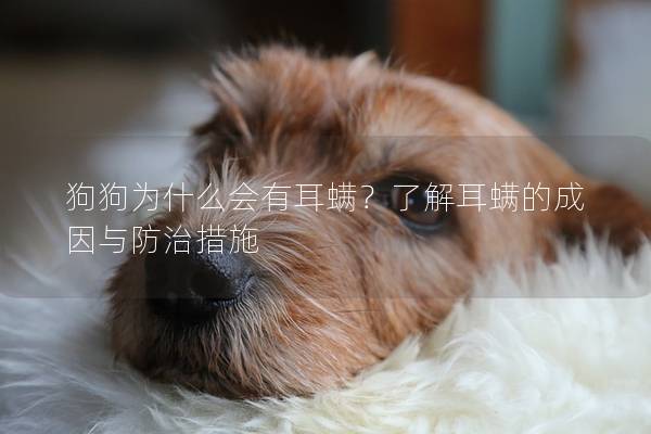 狗狗为什么会有耳螨？了解耳螨的成因与防治措施