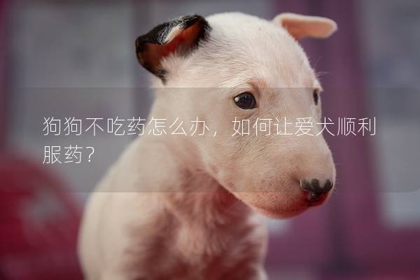 狗狗不吃药怎么办，如何让爱犬顺利服药？