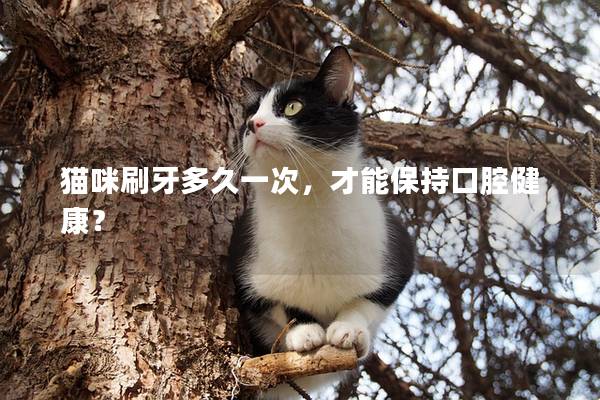 猫咪刷牙多久一次，才能保持口腔健康？