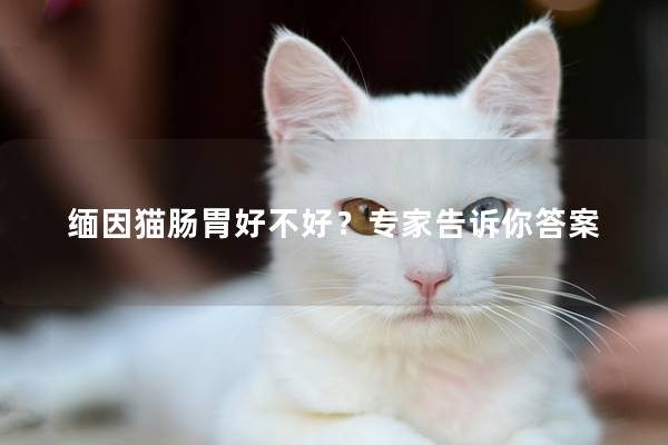 缅因猫肠胃好不好？专家告诉你答案