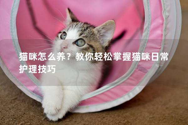 猫咪怎么养？教你轻松掌握猫咪日常护理技巧