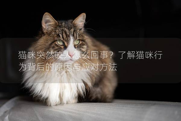 猫咪突然咬人怎么回事？了解猫咪行为背后的原因与应对方法