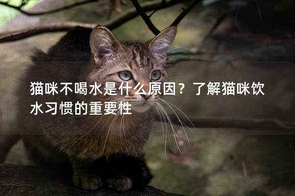 猫咪不喝水是什么原因？了解猫咪饮水习惯的重要性