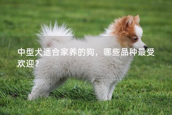 中型犬适合家养的狗，哪些品种最受欢迎？