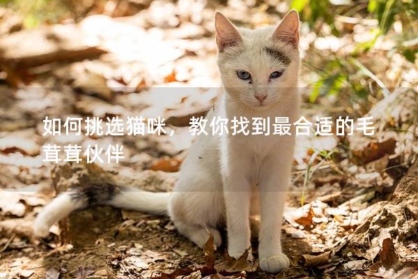 如何挑选猫咪，教你找到最合适的毛茸茸伙伴