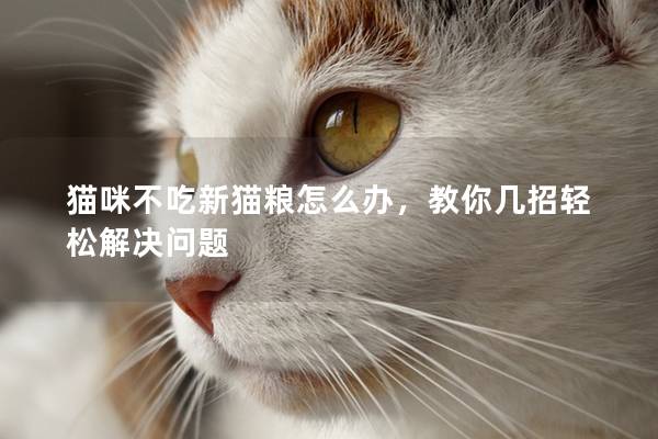 猫咪不吃新猫粮怎么办，教你几招轻松解决问题