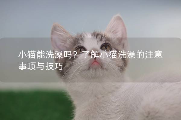 小猫能洗澡吗？了解小猫洗澡的注意事项与技巧