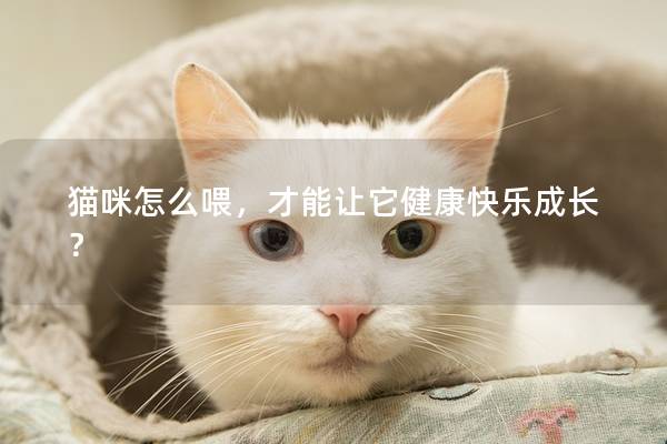 猫咪怎么喂，才能让它健康快乐成长？