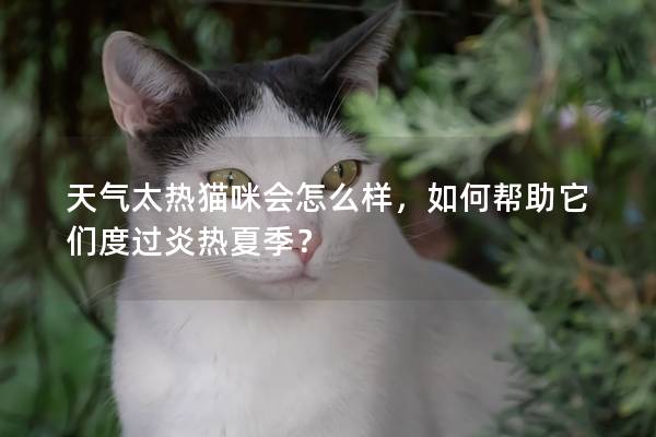 天气太热猫咪会怎么样，如何帮助它们度过炎热夏季？