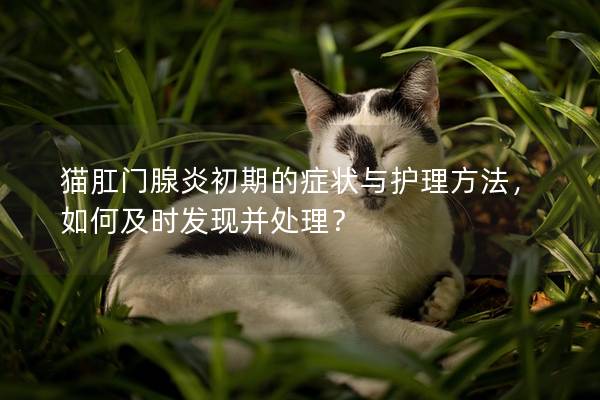 猫肛门腺炎初期的症状与护理方法，如何及时发现并处理？