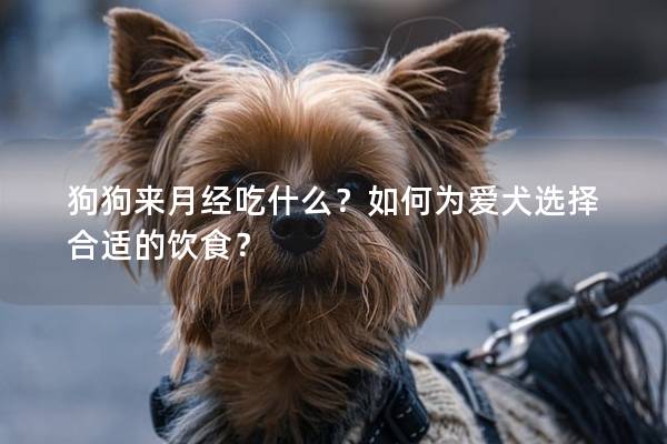 狗狗来月经吃什么？如何为爱犬选择合适的饮食？