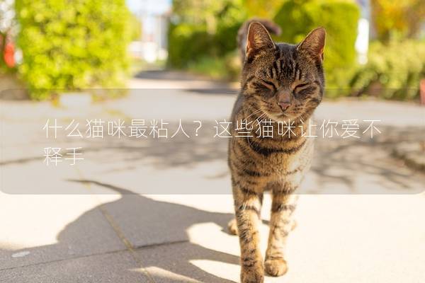 什么猫咪最粘人？这些猫咪让你爱不释手