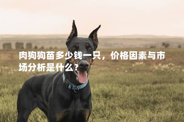 肉狗狗苗多少钱一只，价格因素与市场分析是什么？