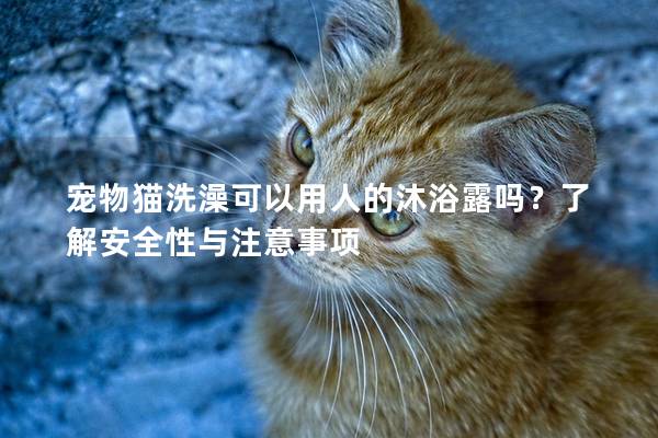 宠物猫洗澡可以用人的沐浴露吗？了解安全性与注意事项