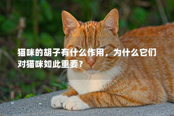 猫咪的胡子有什么作用，为什么它们对猫咪如此重要？