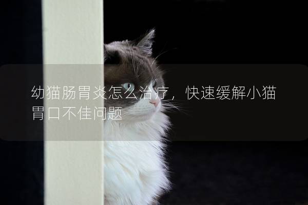 幼猫肠胃炎怎么治疗，快速缓解小猫胃口不佳问题