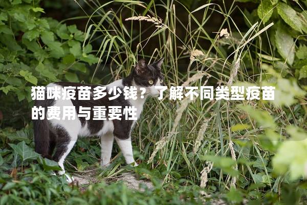 猫咪疫苗多少钱？了解不同类型疫苗的费用与重要性