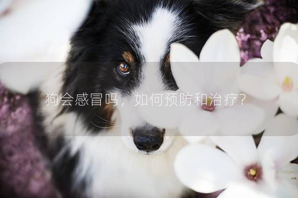 狗会感冒吗，如何预防和治疗？