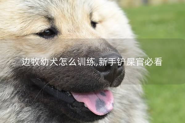 边牧幼犬怎么训练,新手铲屎官必看