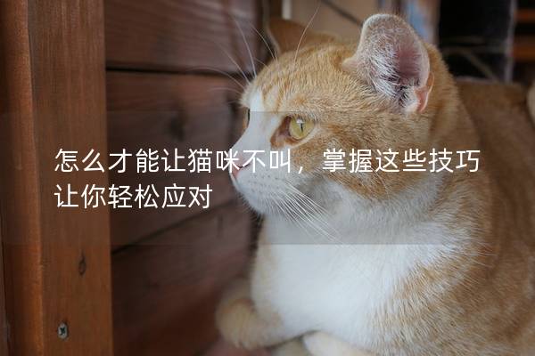 怎么才能让猫咪不叫，掌握这些技巧让你轻松应对