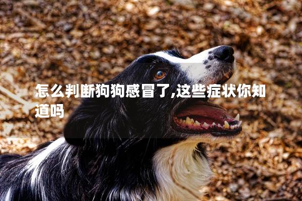 怎么判断狗狗感冒了,这些症状你知道吗