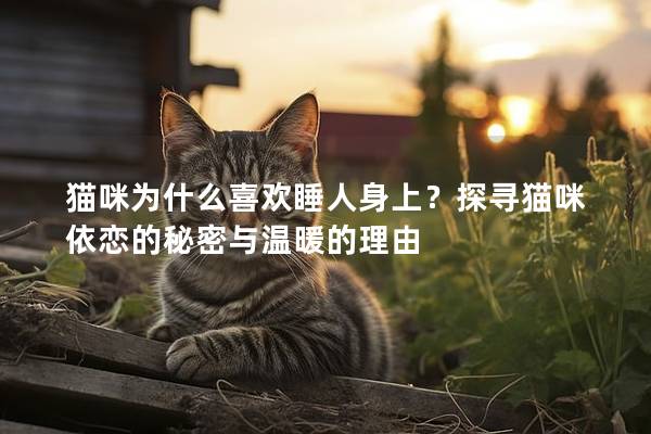 猫咪为什么喜欢睡人身上？探寻猫咪依恋的秘密与温暖的理由