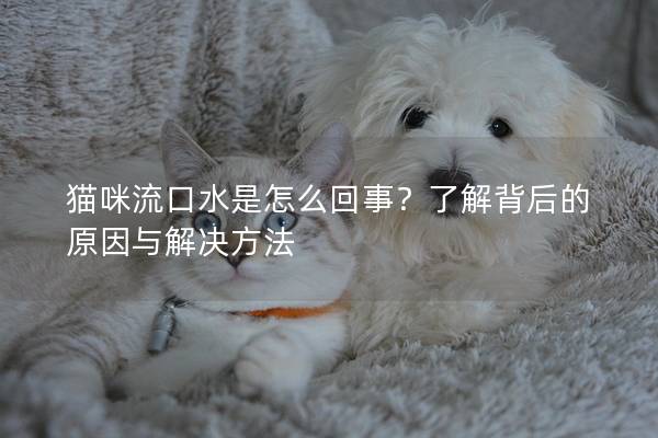 猫咪流口水是怎么回事？了解背后的原因与解决方法